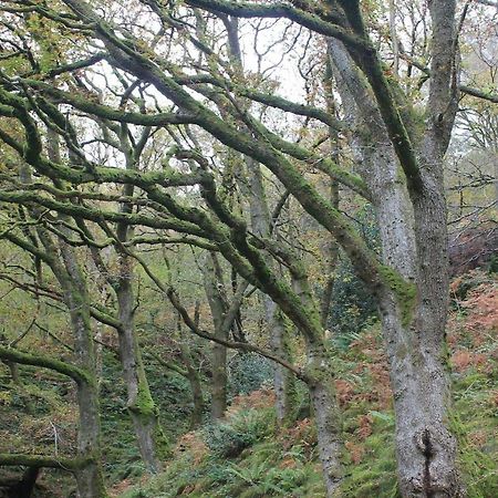 Relaxing Pet Friendly 2-Bed Cottage In Rhandirmwyn Llandovery Buitenkant foto