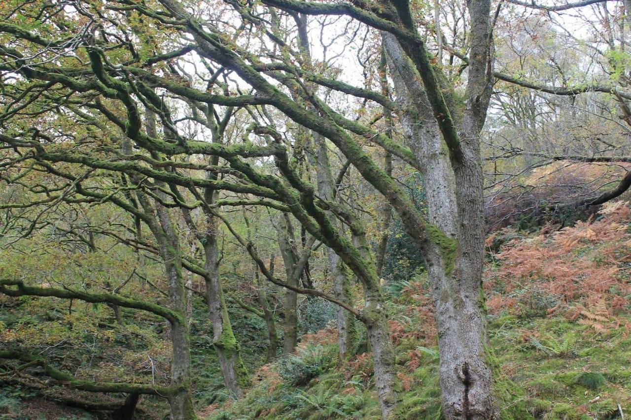 Relaxing Pet Friendly 2-Bed Cottage In Rhandirmwyn Llandovery Buitenkant foto
